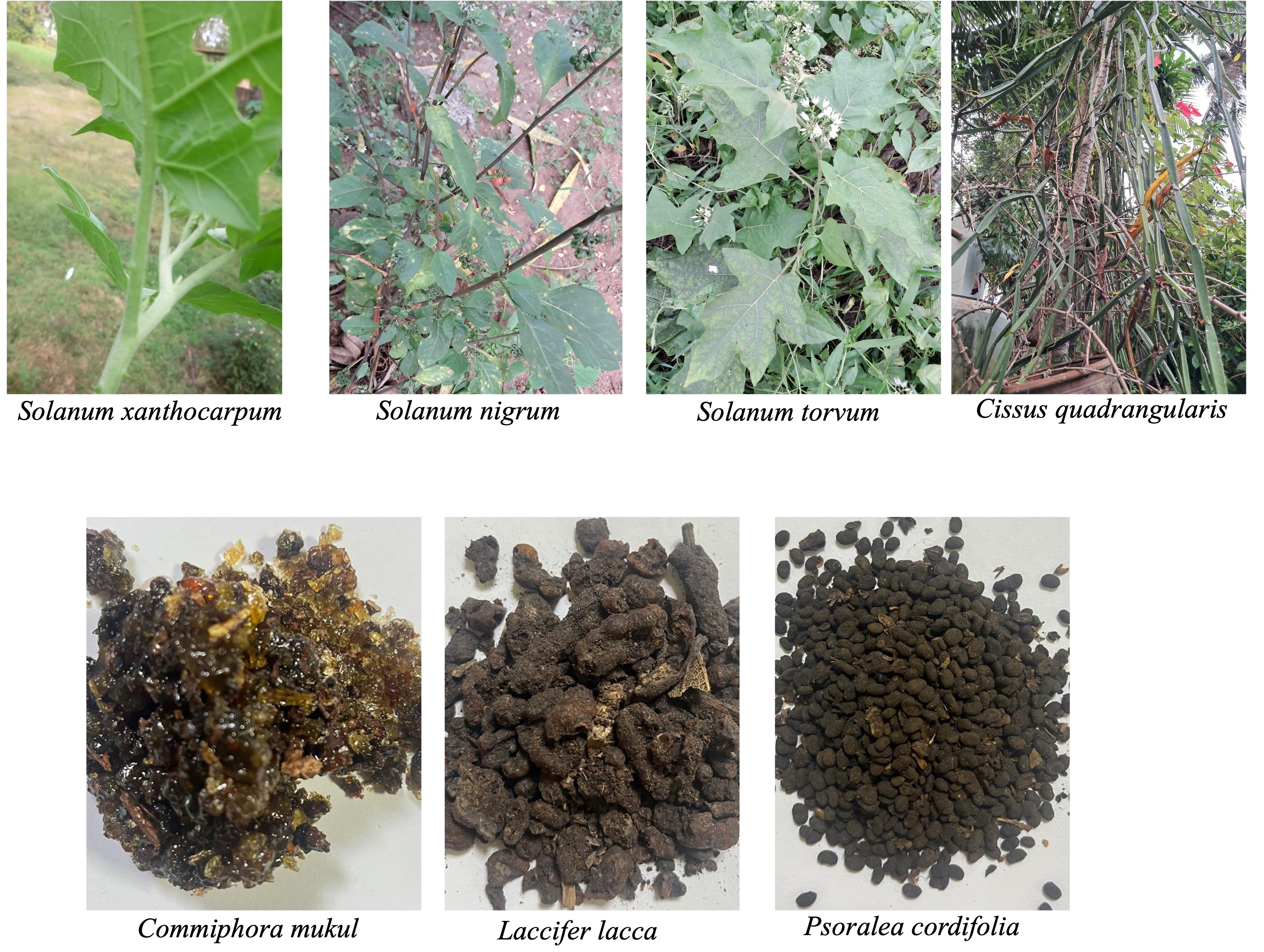 ≪超目玉★12月≫ Traditional Medicine Research ホビー・楽器・アート