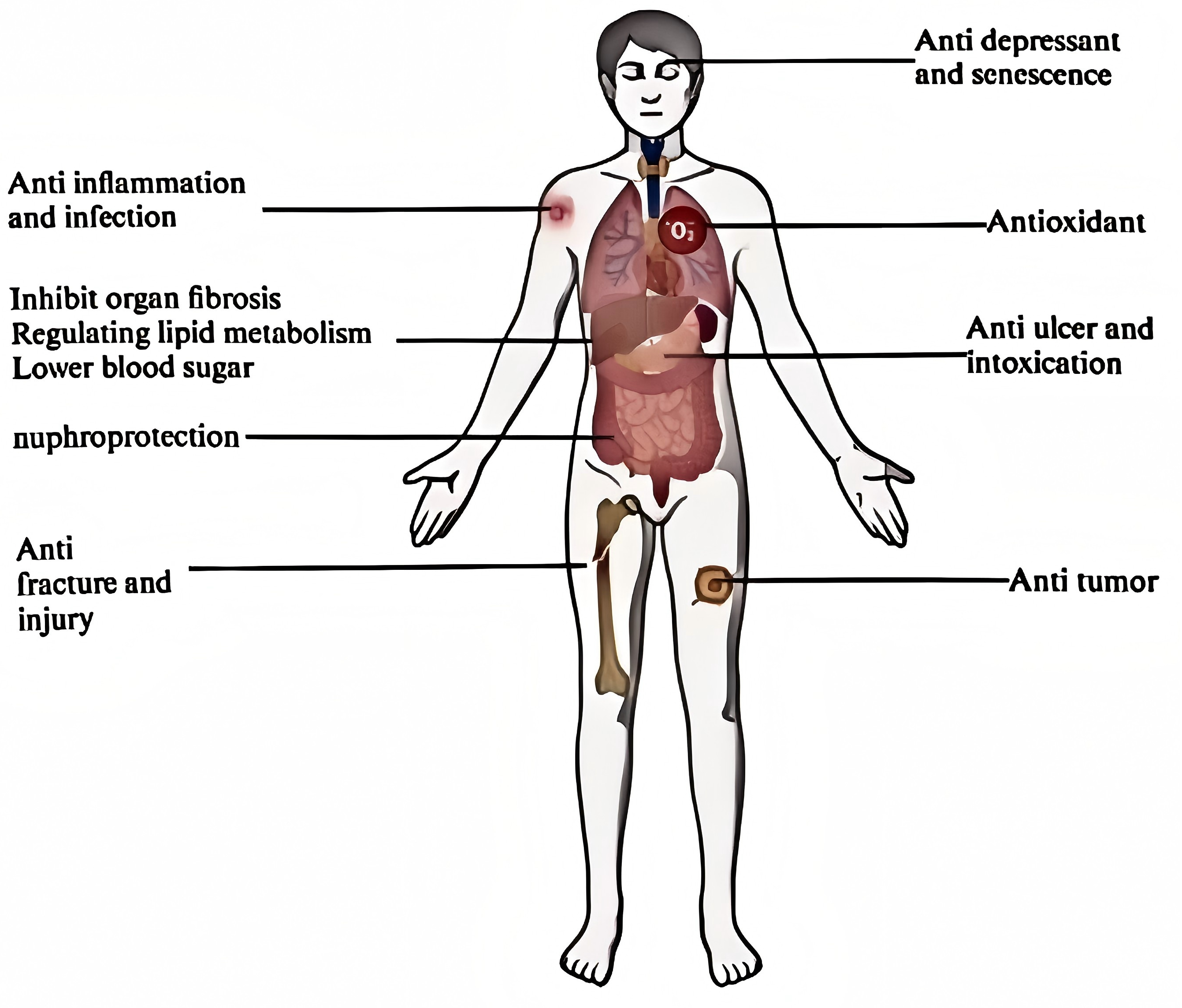 Traditional Medicine Research