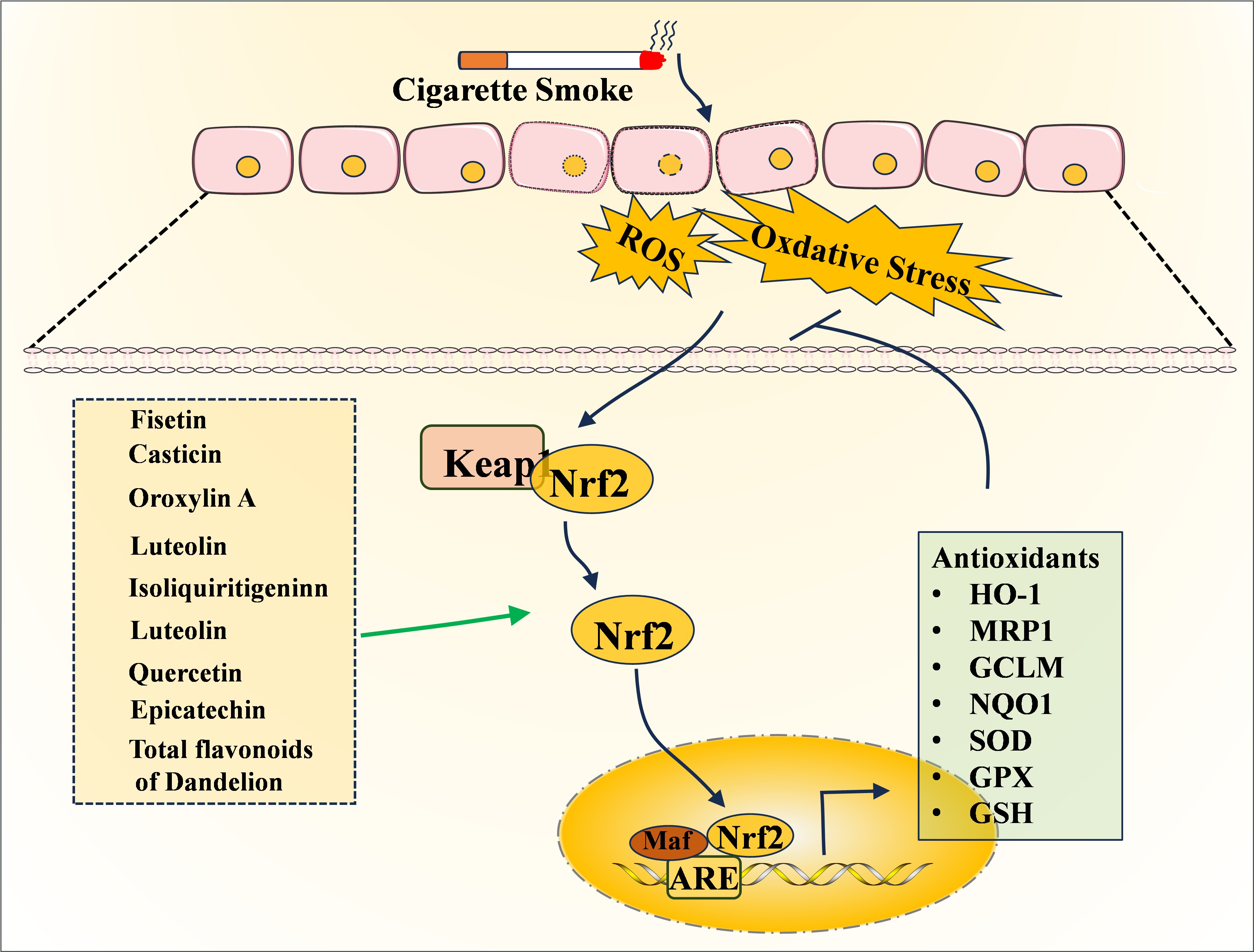 glutathione emphysema Traditional Medicine Research