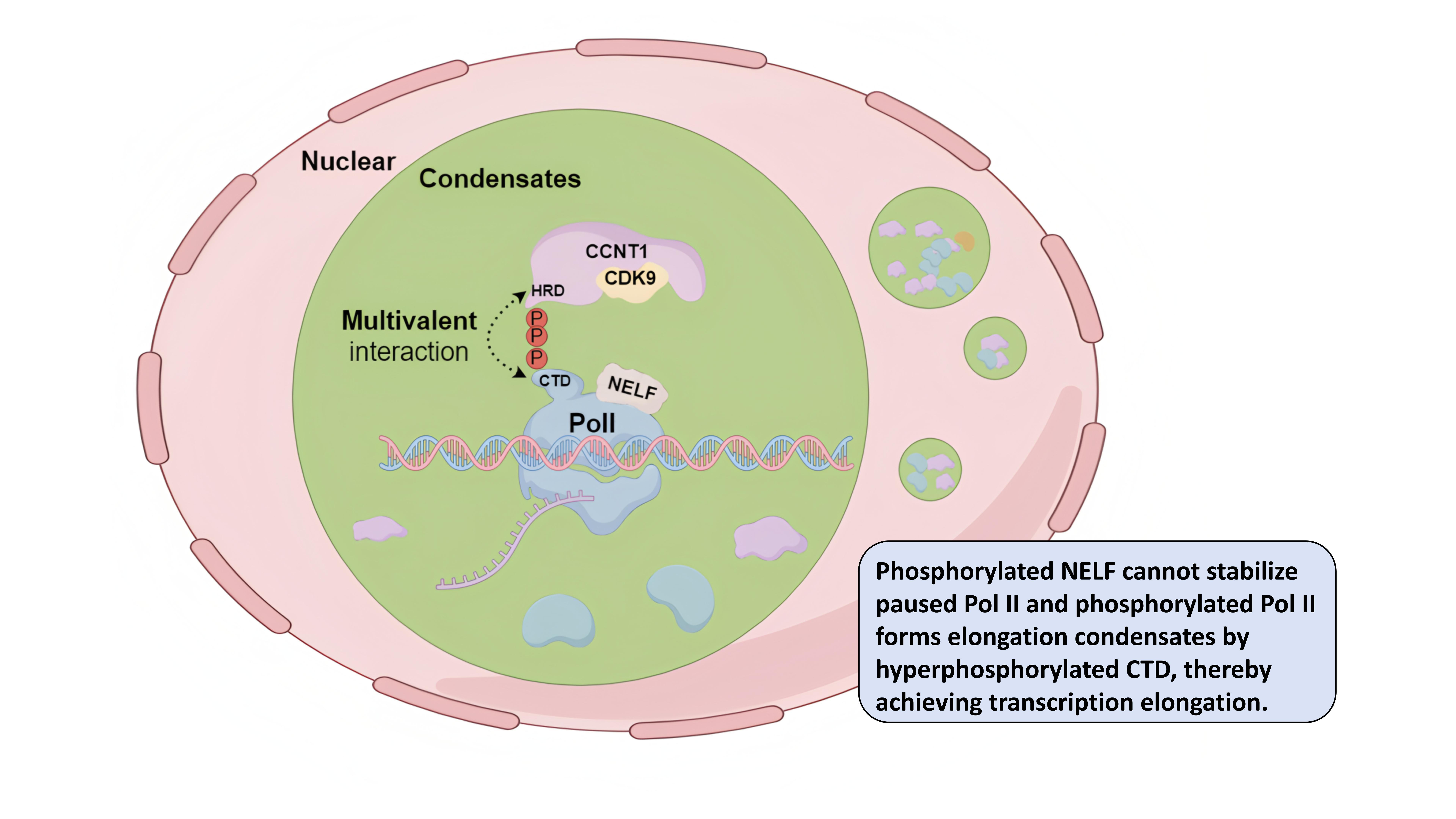 Biomedical Engineering Communications