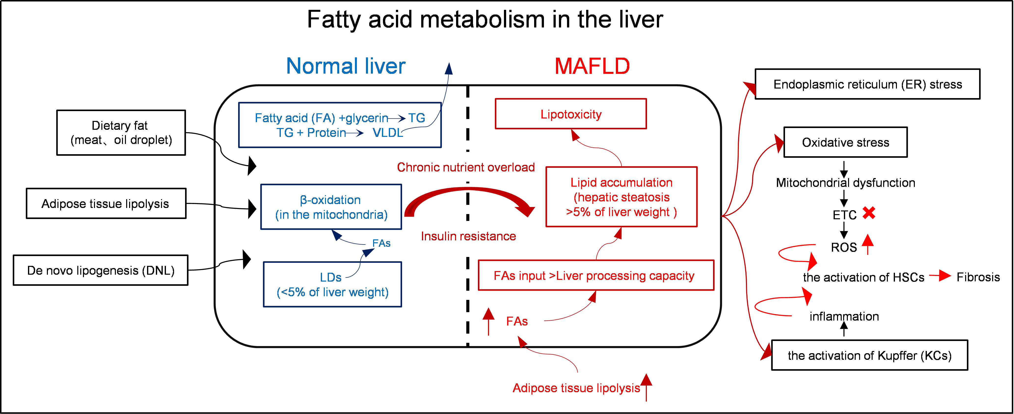 liposomal glutathione nafld liver disease study IV for Detox: Benefits, Safety & Uses Frontiers | The role of