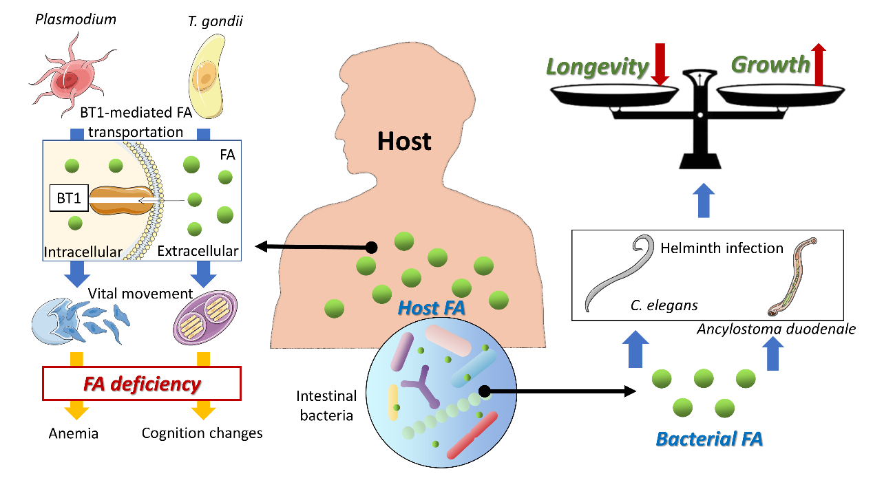 Why Do Bacteria Need Folic Acid