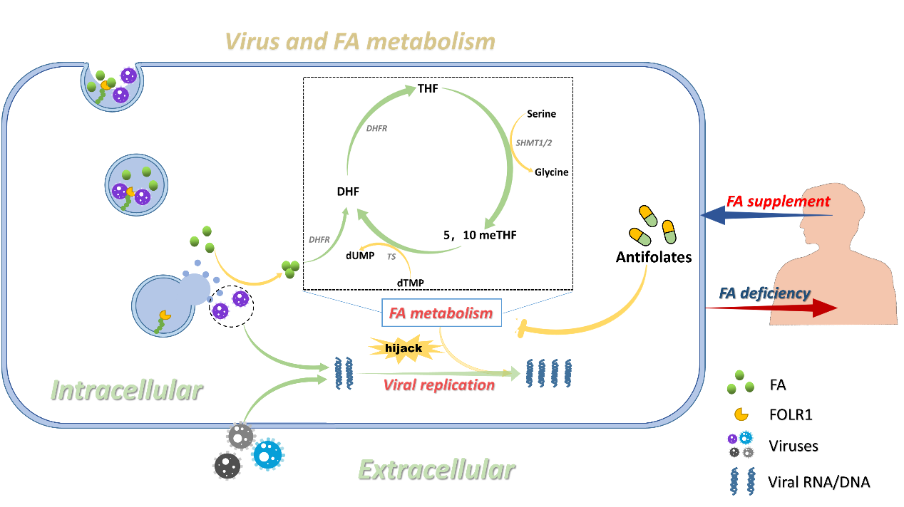 Folate Pathway In Bacteria