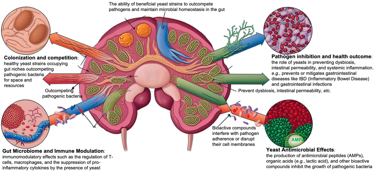 Infection Advances