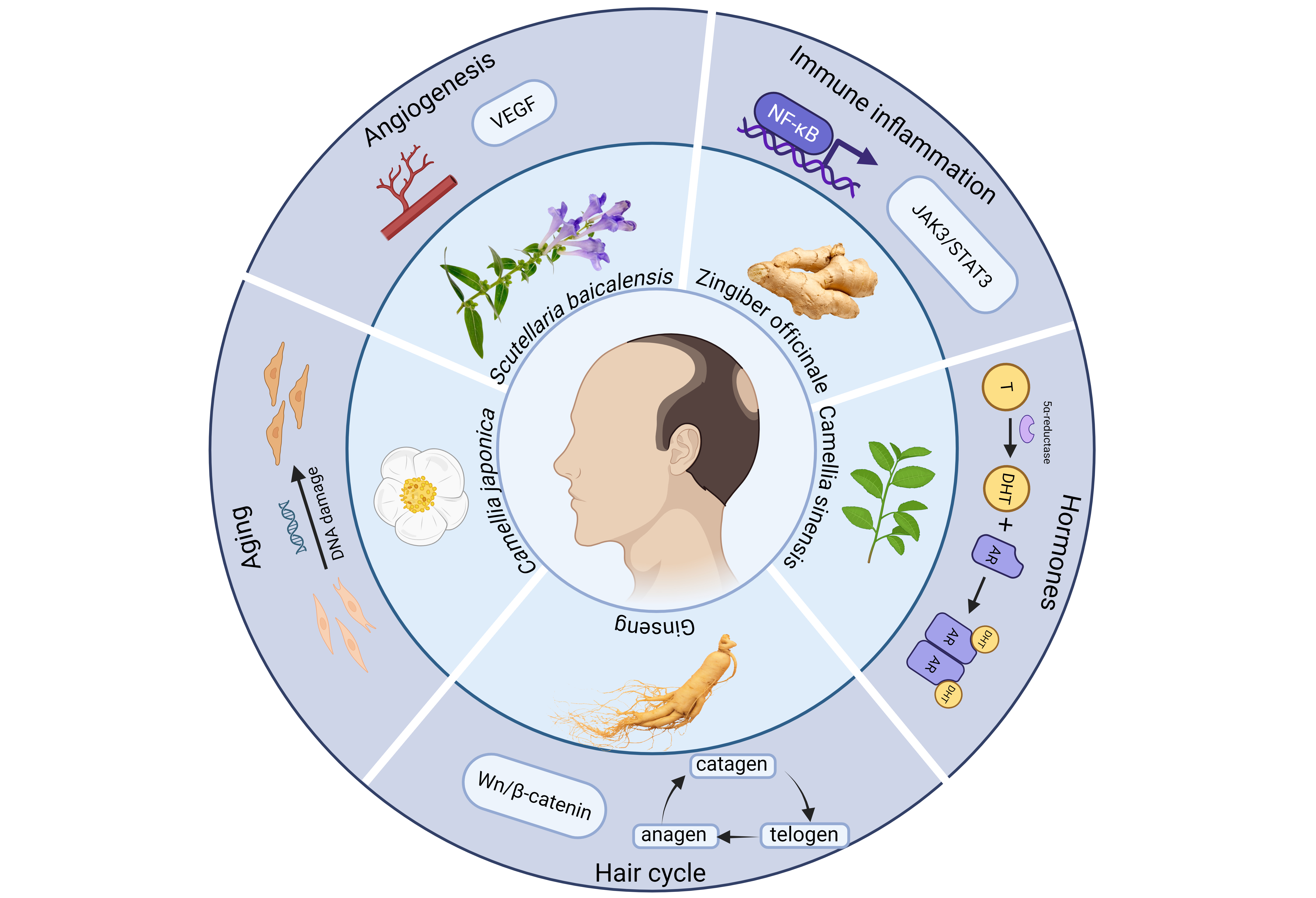MAJOR (2〜30) Traditional Medicine Research 全巻セット