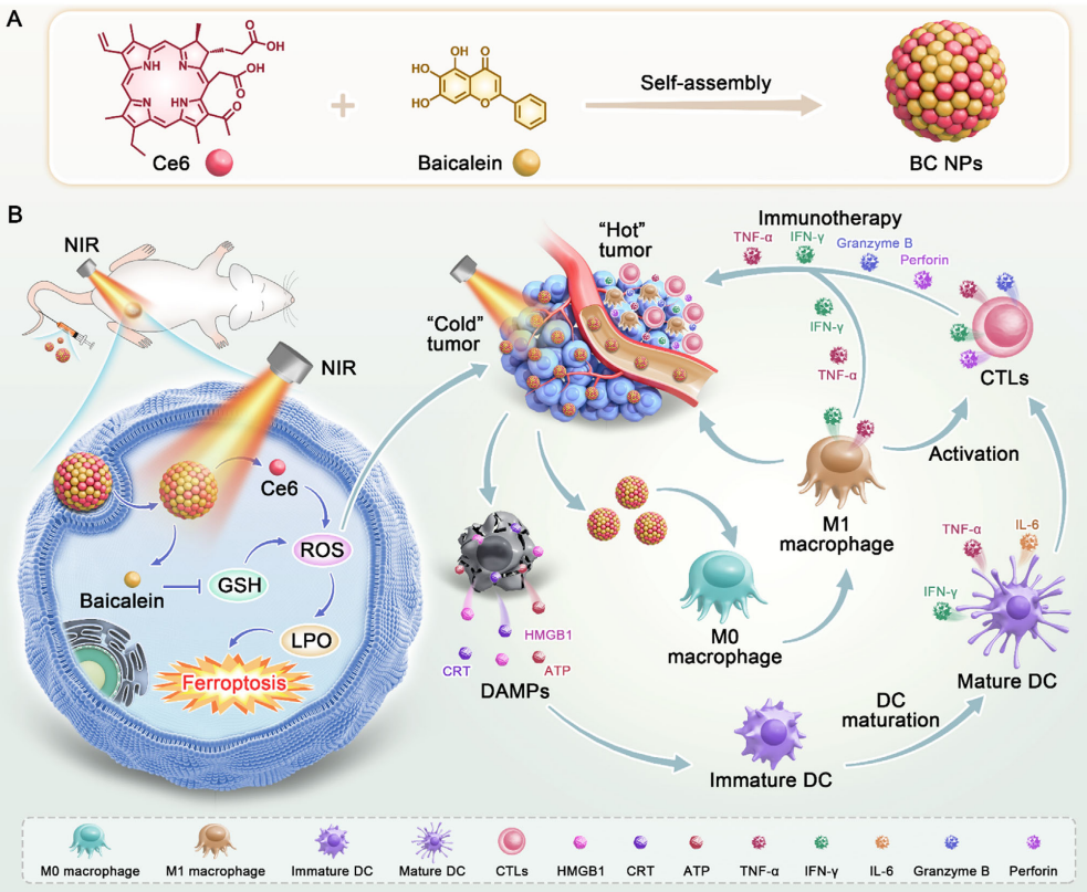 glutathione for cancer treatment Depletion and Stalwart Anticancer Activity of Metallotherapeutics Inducing Programmed Cell Death: Opening a New Window Therapy Frontiers | The versatile utility