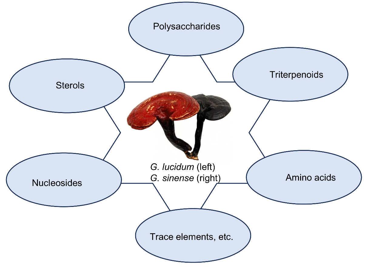 Traditional Medicine Research